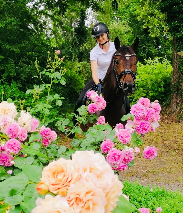 "Luxor" mit seiner Reiterin genießt den Duft der Rosen